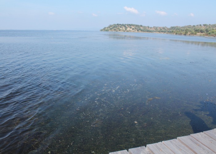 siperfaqja e Lagunes e mbuluar nga barishtet