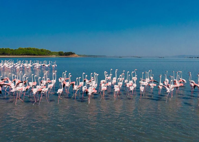 flamingos in Narta Lanoon