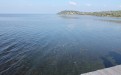 siperfaqja e Lagunes e mbuluar nga barishtet