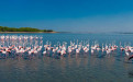 flamingos in Narta Lanoon